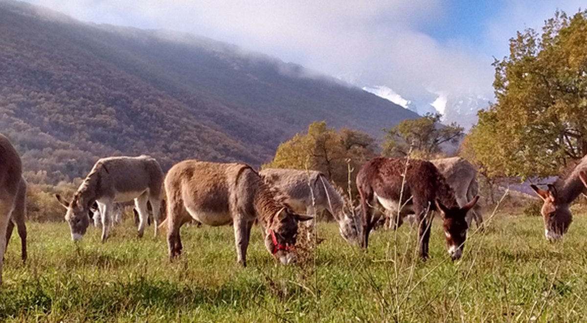 Abruzzo Mio di Turavani Giuseppe