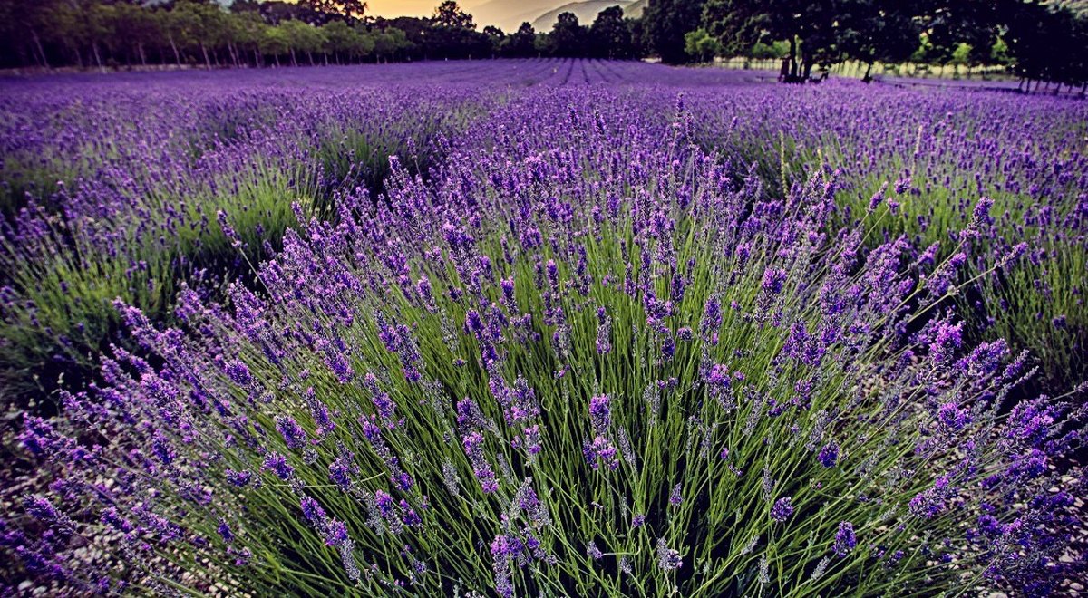 Agricoltori Alternativi