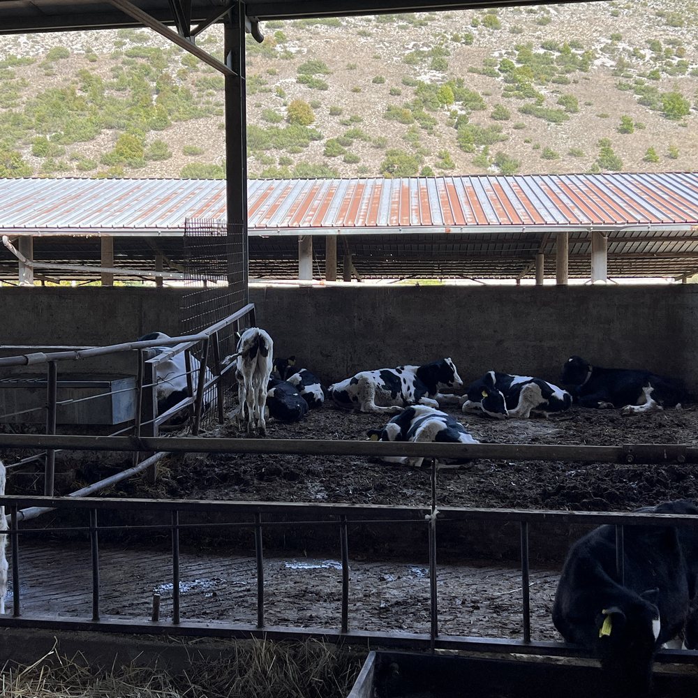Fattoria Cannito — scena 6