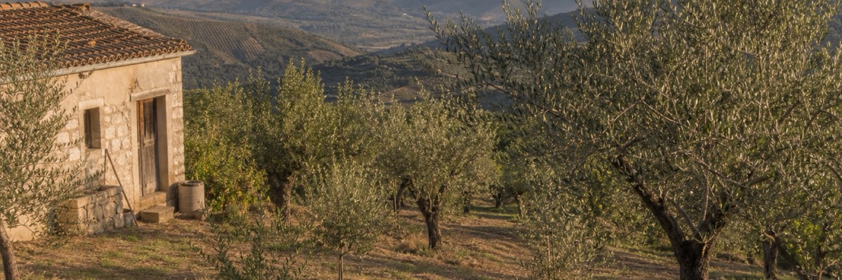 Società Agricola Ciccone 3